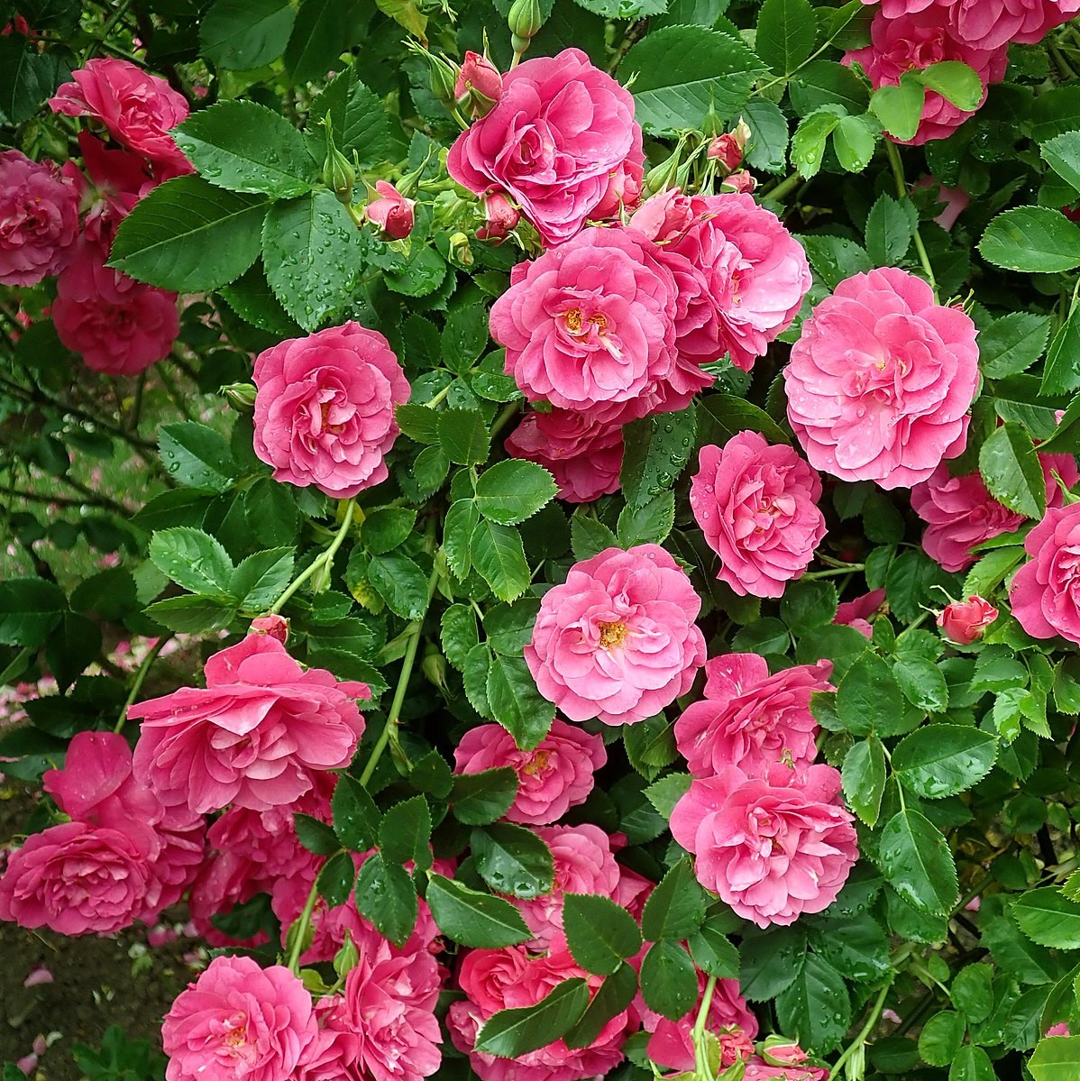 Роза парковая Генри Келси